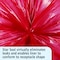 Stout By Envision 40 gal - 45 gal Trash Bags, Red, 100 PK B4549R12 - alternate 5